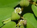 Red-Branch Spurge